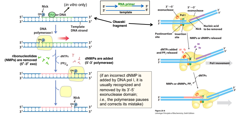 <ul><li><p>Completes synthesis of the lagging strand</p></li></ul><p>Each Okazaki fragment has its own RNA primer that must be removed. DNA pol I simultaneously polymerizes (extends) one end of an Okazaki fragment and excises the RNA primer of an adjacent Okazaki fragment one nucleotide at at time. As it adds dNMPs it checks that they are correct (proof-reads). If they are incorrect, it excises them (3’ → 5’ exonuclease activity) and replaces them with the correct nucleotide.</p><p>Because the dNMPs are added to the 3’ end of one Okazaki fragment and the ribonucleotides are removed from the 5’ end of the adjacent RNA primer, the gap (“nick”) between these two strands gets moved (“translated”) along the strand in the 5’ → 3’ direction.</p><p>The nick will be subsequently sealed by DNA ligase in an ATP-driven process. .</p><p></p>