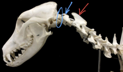 <p>What is the blue arrow pointing at?</p>