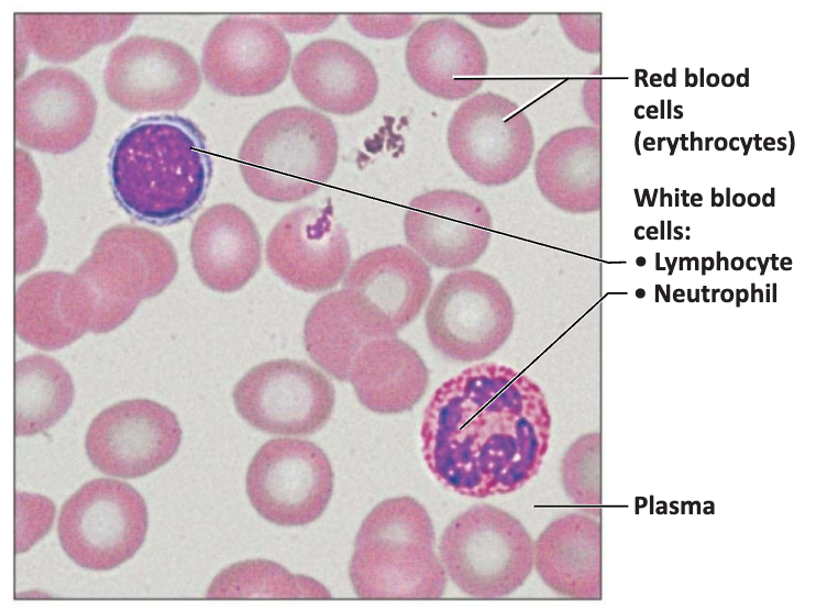 <p>Cells: red blood cells, white blood cells, platelets</p><ul><li><p>does not contain fibers</p></li><li><p>matrix is called plasma</p></li><li><p>transports nutrients, wastes, gases, etc</p></li></ul><p></p>