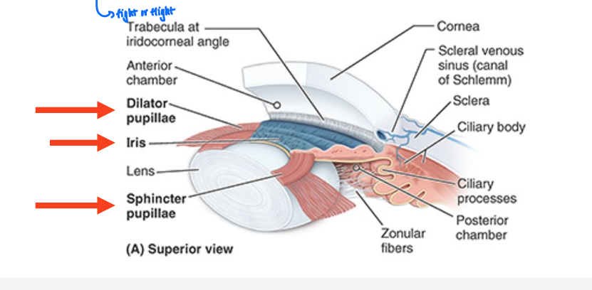 <ul><li><p>lies on ant. surface of lens</p></li><li><p>thin contractile diaphragm w/ central aperture (<strong>pupil</strong>)</p></li></ul><p></p>