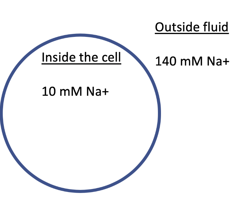 <p><span>The image shows a cell with the indicated concentrations of Na</span><sup>+</sup><span> inside and outside of the cell. What transport process likely occurs to bring Na</span><sup>+</sup><span> into the cell? (assume the appropriate proteins are present if needed)</span></p>