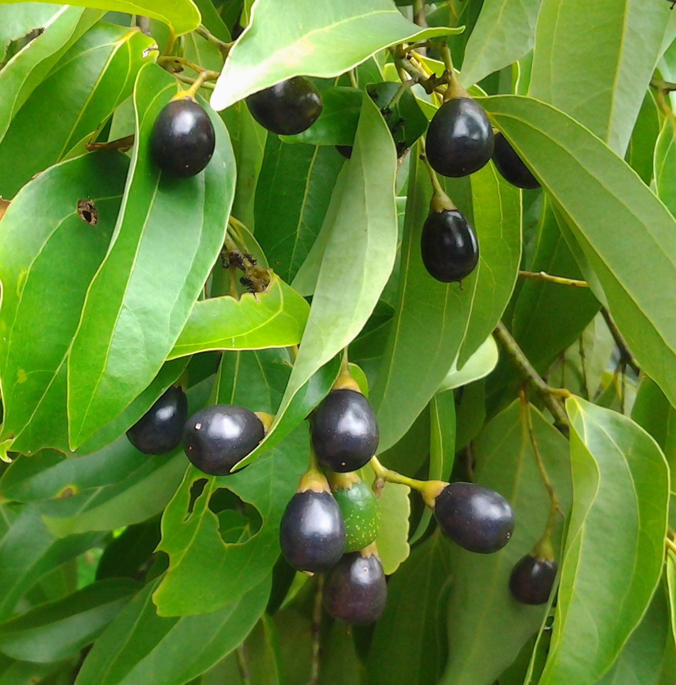 <p><strong>Common name</strong>: Kalingag</p><p><strong>Part used</strong>: Bark</p><p><strong>Uses</strong>: Digestive and respiratory issues</p><p><strong>Constituents</strong>: <strong>Cinnamaldehyde, safrole (phenylpropanoids)</strong>; eugenol (monoterpene)</p>