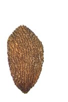 <p>Identify the seed</p>