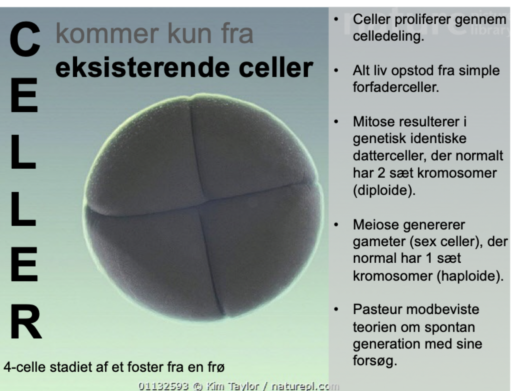 <p><strong>Formål:</strong> Vækst og vedligehold (vævsreparation).</p><p><br></p><p><strong>Resultat:</strong> To genetisk identiske, <strong>diploide</strong> datterceller (2 sæt kromosomer).</p>