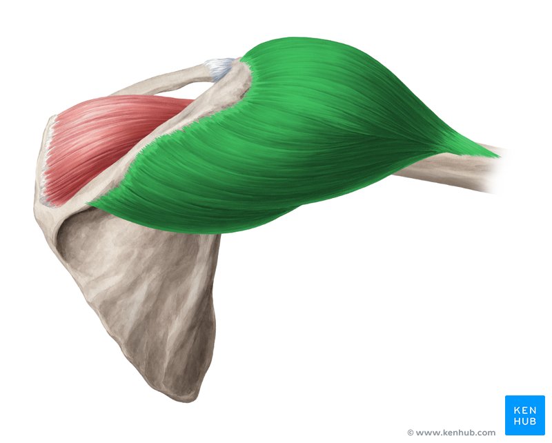 <p>prim mover of the arm, adduction of the humorous</p><p>origin: acromion process</p><p>insertion: Deltoid tuberosity</p>