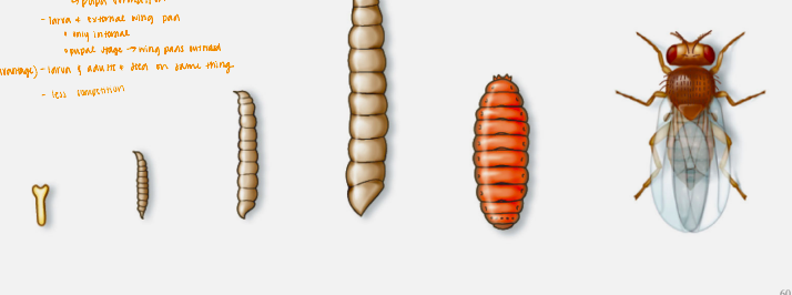 <p>homometabolous</p>