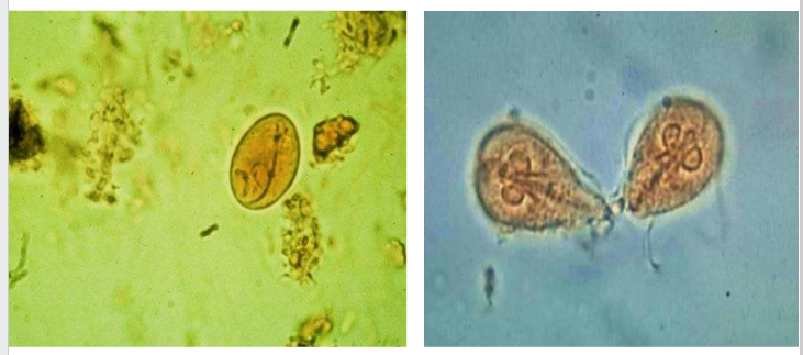 <p>Giardia intestinalis DIAGRAM</p>