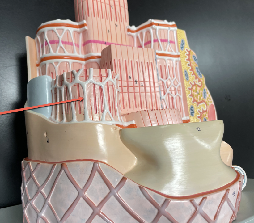 <p>Identify the entire white structure at the tip of the poiner.</p>