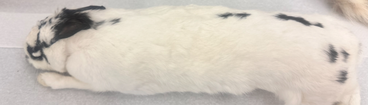 <p>Class</p>