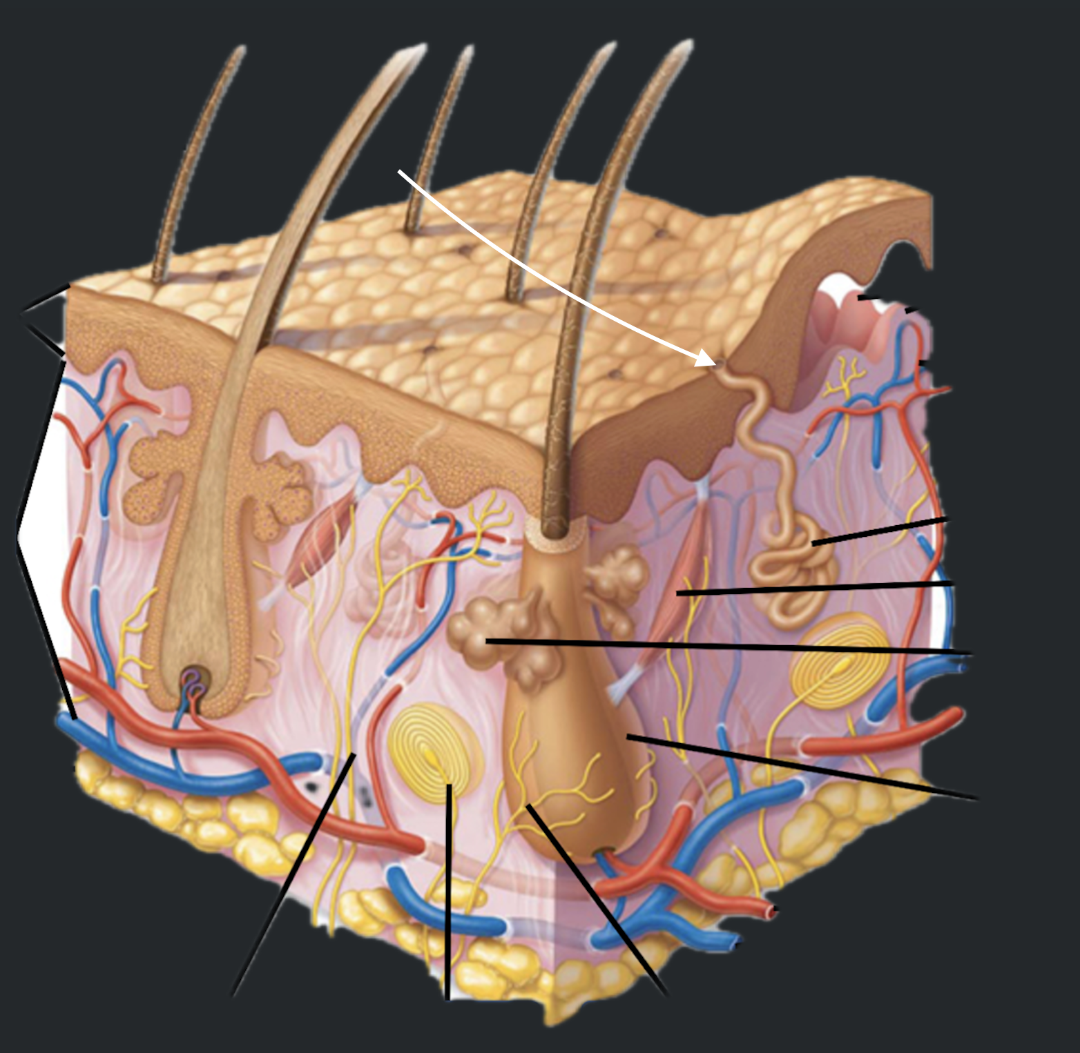 term image