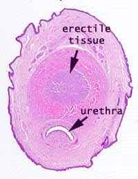 <p>penis</p>