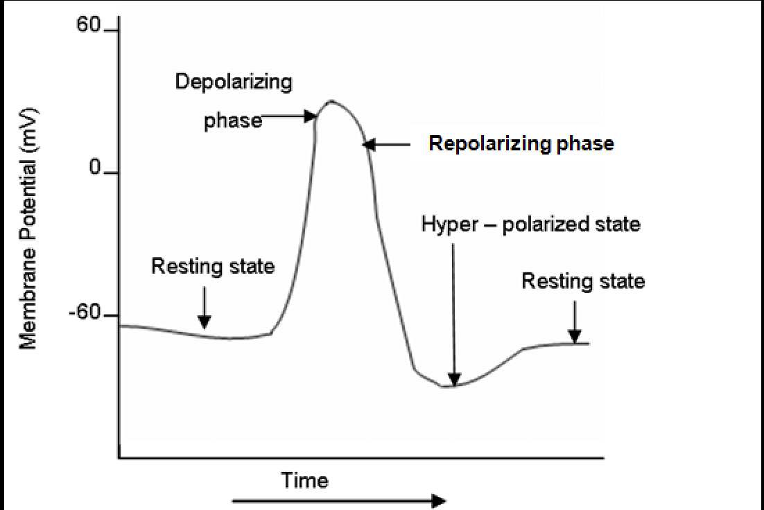 <p>What Is The Action Potential Process?</p>