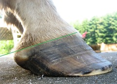 <p>What is this part of the equine hoof?</p>