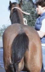 <p>What things to think about as causes for pelvic asymmetry?</p>