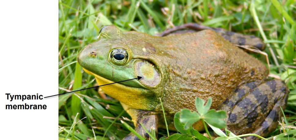 <p>The external eardrum that detects sound vibrations.</p>