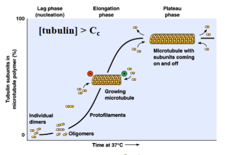 <p><span style="background-color: transparent;"><strong>Nucleation and Kinetics of Polymerization (Lag, Elongation, Plateau Phases)</strong></span></p>