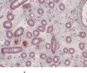 <p>what tissue is this</p>