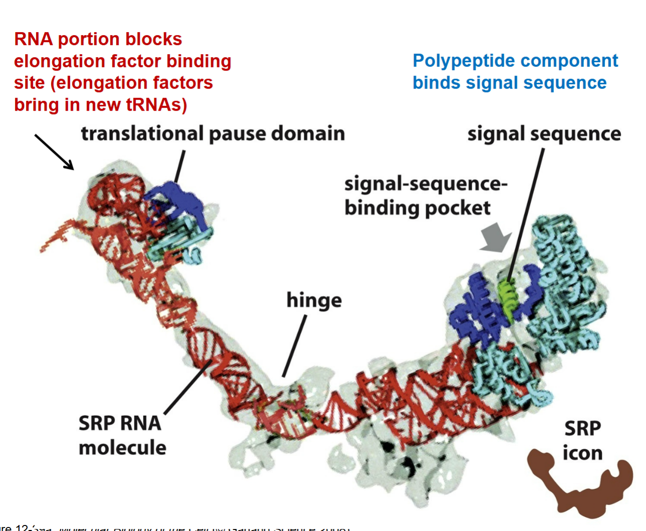 <p>how does a SRP play a role for the SRP RNA molecule?</p>