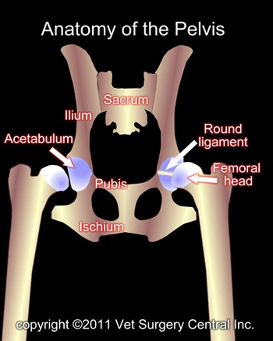 <p>Sits within hip joint, attach acetabulum of pelvis to femoral head. </p><p>Round ligament keep ball of femoral head within socket of acetabulum</p>
