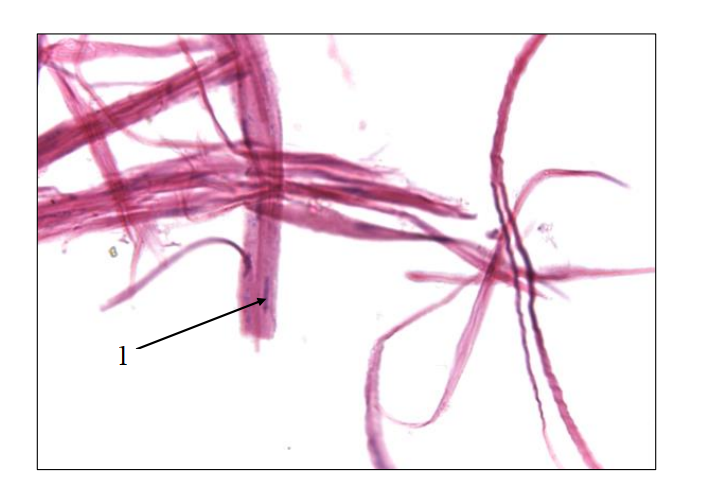 <ol><li><p>What is the name of this tissue?</p></li><li><p>Where is it located?</p></li><li><p>What is its function?</p></li><li><p>Name term 1. </p></li></ol><p></p>