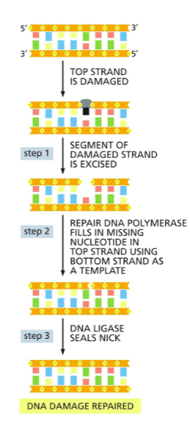 <p><span>A repair system that corrects DNA errors/damage caused by spontaneous base changes, radiation, oxidation, or chemicals</span></p>