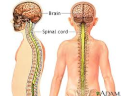 <p>- Consists of the brain and spinal cord</p>