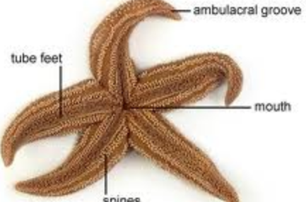 <p>What does the oral Opening do for Phylum Echinodermata? </p>