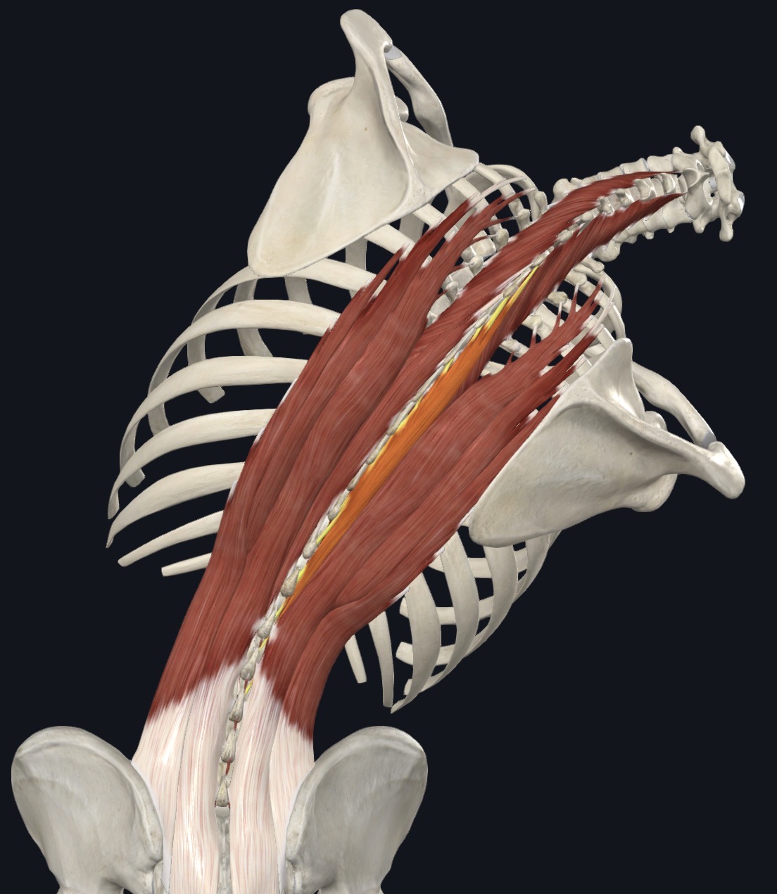 <p><strong>Unilateral:</strong> Ipsilateral lateral flexion</p><p><strong>Bilateral:</strong> extension</p>