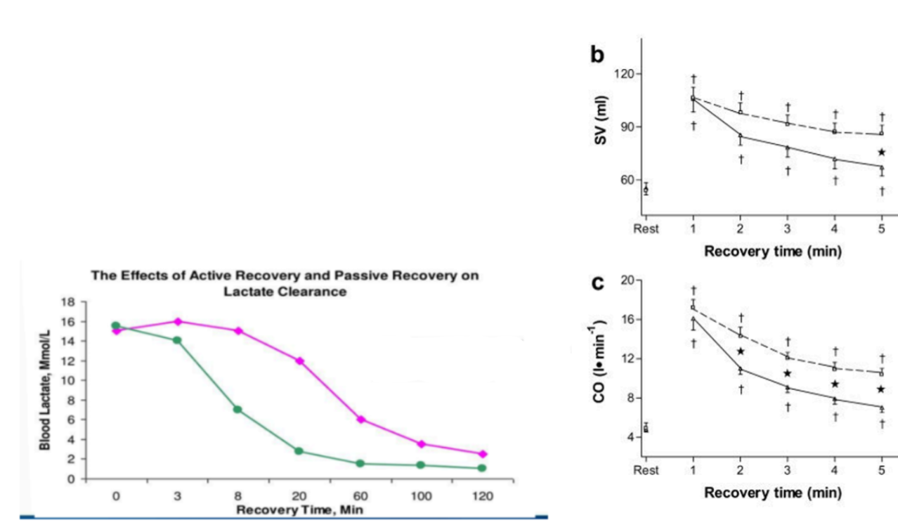 <p><span style="background-color: transparent;">Label which line represents active vs passive recovery</span></p>