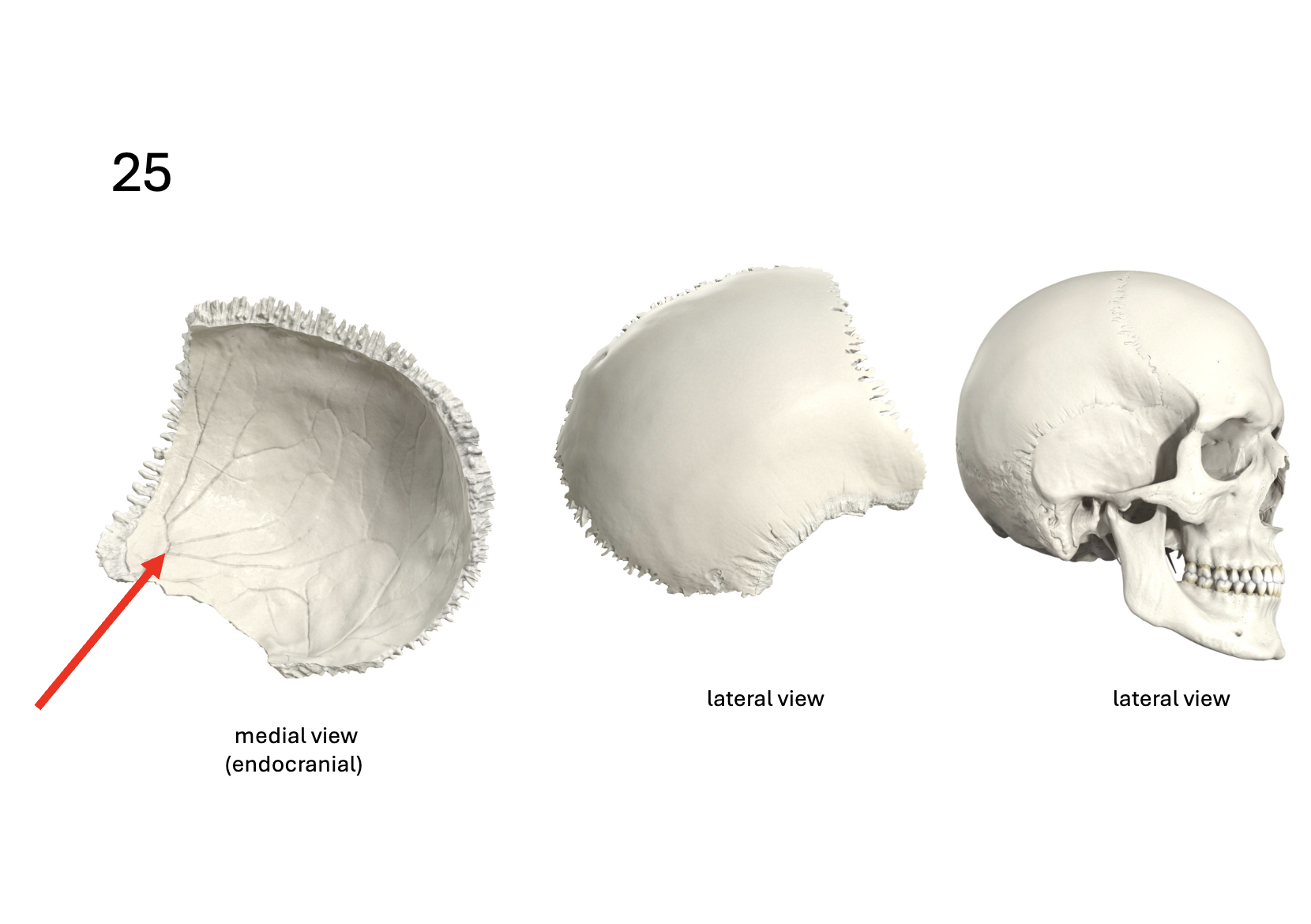 <p>Identify the <strong>bone and landmark</strong></p>