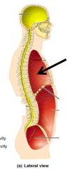 <p>above the diaphragm; contains the lungs and mediastinum, which separates the cavity into a right and left compartments</p>