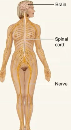 <p>generates action potentials (nerve impulses to regulate body activities) </p><p>detects changes in body internal and external environments</p><p>interprets change</p><p>responds by causing muscular contractions or glandular excretions </p>