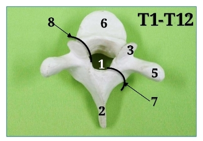 <p>Thoracic Vertebra (Lateral view) - #2</p>