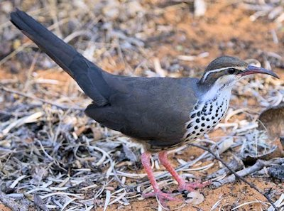<p>Mesites (1 family, 3 spp)</p><ul><li><p>Afrotropical (Madagascar endemic)</p></li></ul><p></p>
