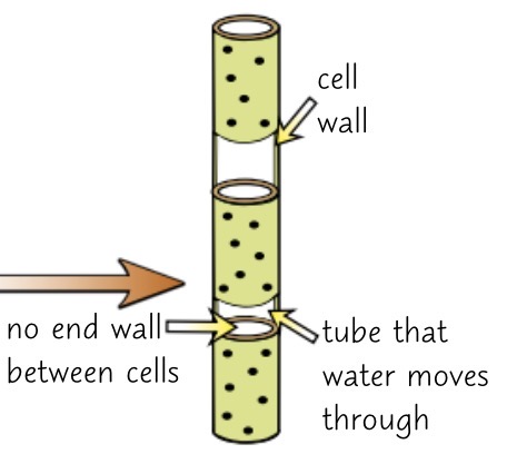 <p>very long, tube-like structures formed from dead cells joined end to end</p><p></p>