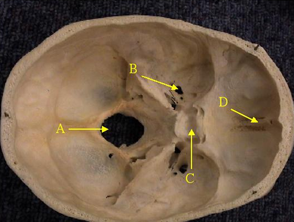 <p>Identify C and the bone it is part of. </p>