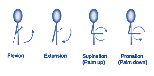 <p>Movements of Forearm (Elbow)</p>