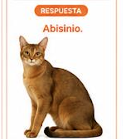 <ul><li><p>Longitud media, aspecto atlético y musculoso</p></li><li><p>Patas largas </p></li><li><p>Cara más larga que ancha </p></li></ul><p></p>