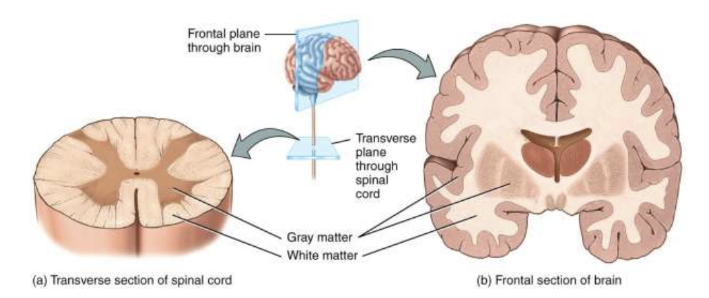 <ul><li><p>White Matter</p><ul><li><p>Made of mostly groups of myelinated axons from many neurons</p></li><li><p>It looks white because myelin contains a lot of lipid (fat)</p></li></ul></li><li><p>Gray Matter</p><ul><li><p>Made mostly of neuron cell bodies and dendrites</p></li><li><p>Looks more gray because these areas lack large amount of myelin</p></li></ul></li></ul><p></p>
