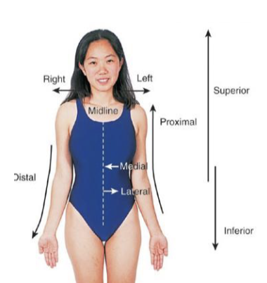 <p>inferior/superior </p>