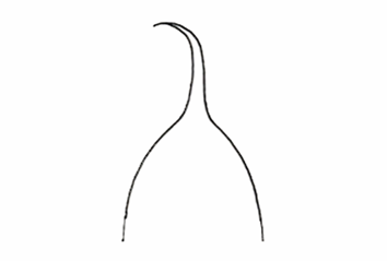 <p>A leaf apex that ends in a tail-like appendage.</p>