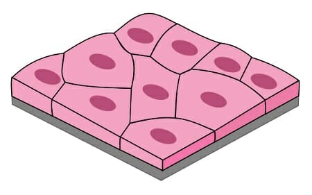 <p>Flat, scale-like, like squashed</p>