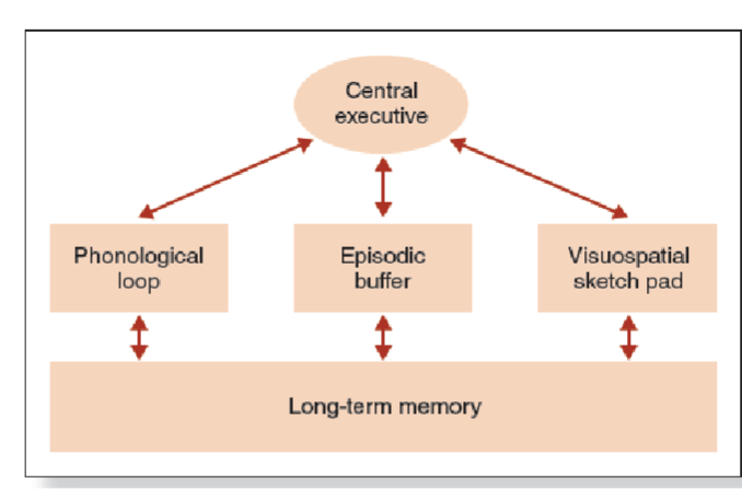 <p><strong>backup store</strong> that communicates w/LTM &amp; WM components</p><p>holds info longer &amp; has greater capacity than phonological loop or visuospatial sketch pad</p>