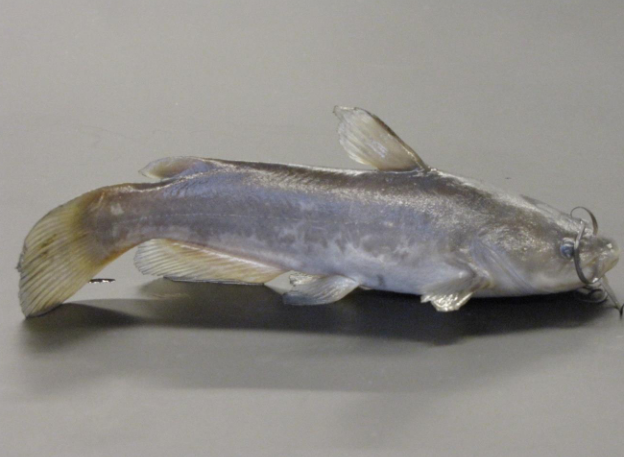 <p>common name of <u>genus</u>, family, and genus?</p><p>*this genus does not have a specific species in our taxonomic key.</p>