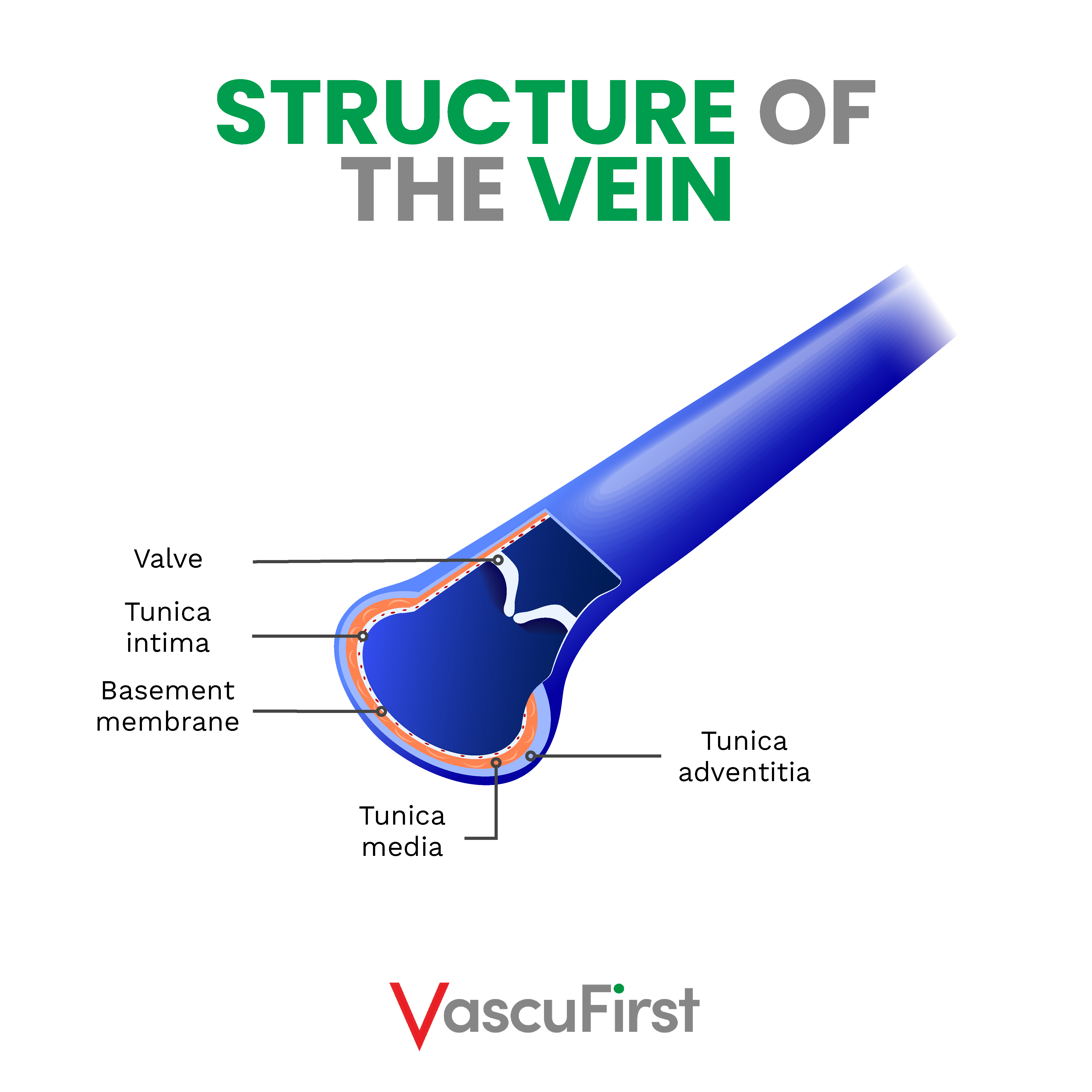 <ul><li><p>Thin and flexible walls to be compressed by <strong>skeletal muscles</strong> around to aid flow and push blood along</p></li><li><p>Large lumen to avoid resistance</p></li><li><p>Valves (flaps of tissue) to prevent backflow of blood</p></li></ul><p></p>