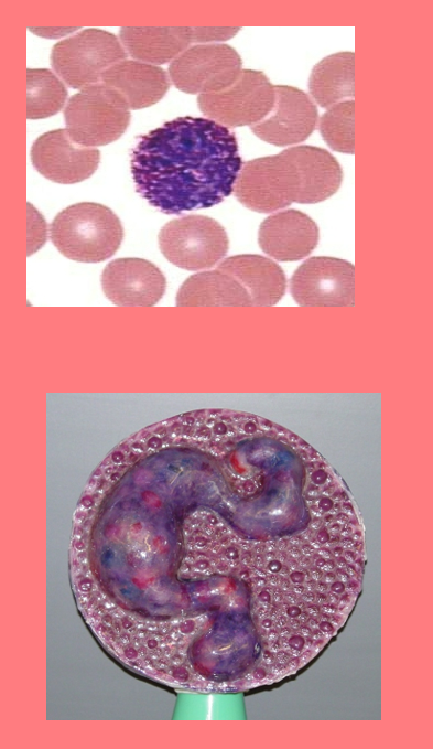 <p>dark blue/purple granules</p><p> • S-shaped, bilobed nuclei</p><p> • 8 to 10 microns</p><p><1%</p><p>High in allergic reaction or hypothyroidism </p><p> • Leave capillaries </p><p>– Enter connective tissue as mast cells </p><p>• Release heparin, histamine & serotonin</p><p>– Heighten inflammatory response</p><p>• Low count indicates Pregnancy, Ovulation, Stress, or Hyperthyroidism</p>
