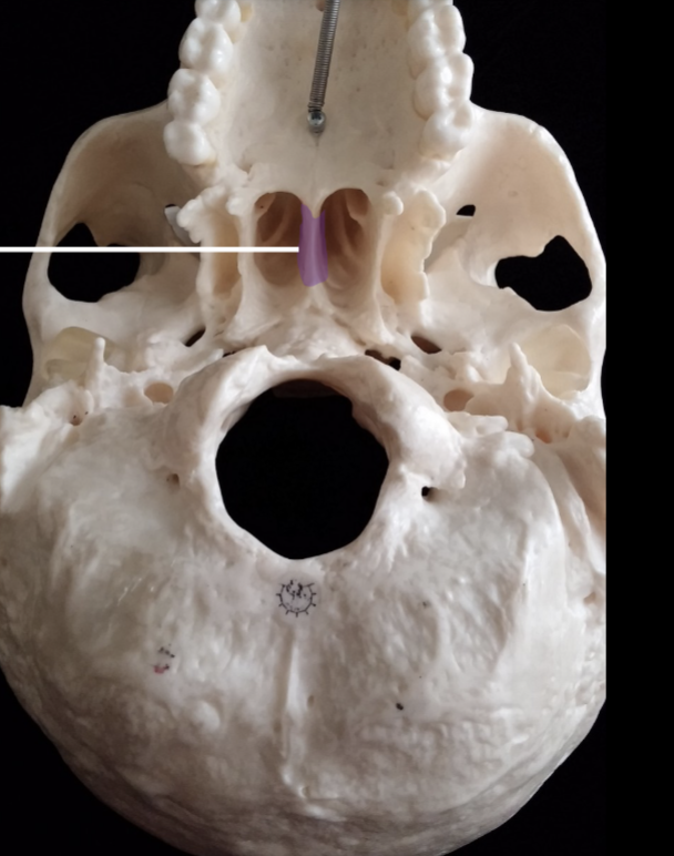 <p>what is the name of this bone?</p>