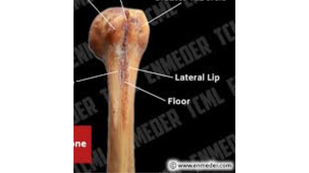 <p>Lateral lip of the intertubercular groove of humerus</p>