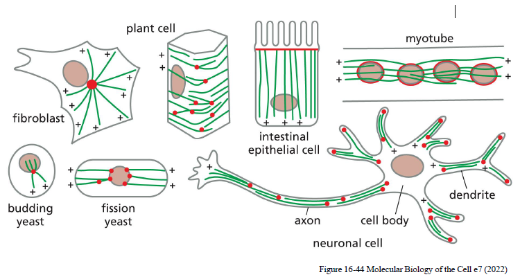 <p>Mikrotubuli-orientering afhænger af celletypen:</p><ul><li><p><strong>Fibroblaster:</strong> radial organisation fra centrosomet</p></li><li><p><strong>Epithelceller:</strong> organiseret langs apikal-basal aksen</p></li><li><p><strong>Axoner:</strong> plus-ender peger distalt</p></li><li><p><strong>Dendritter:</strong> blandet orientering</p></li><li><p><strong>Muskelceller:</strong> parallelle arrays langs cellens længdeakse</p></li></ul><p>Denne organisering hjælper med:</p><ul><li><p>intracellulær transport</p></li><li><p>polaritet</p></li><li><p>celledeling</p></li><li><p>formopretholdelse.</p></li></ul><p></p>
