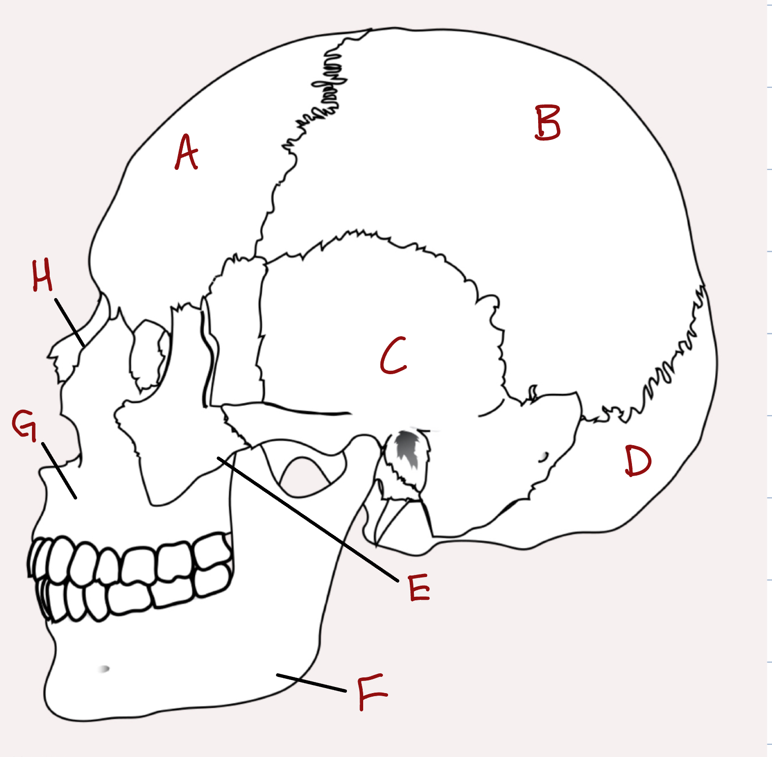 <p>Label the skull </p>